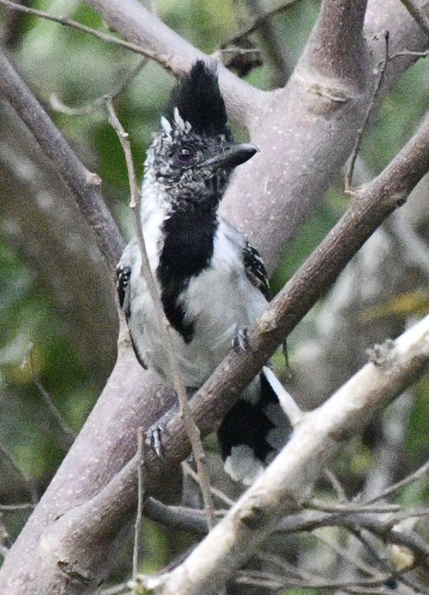 Black-crested Antshrike - ML637396143