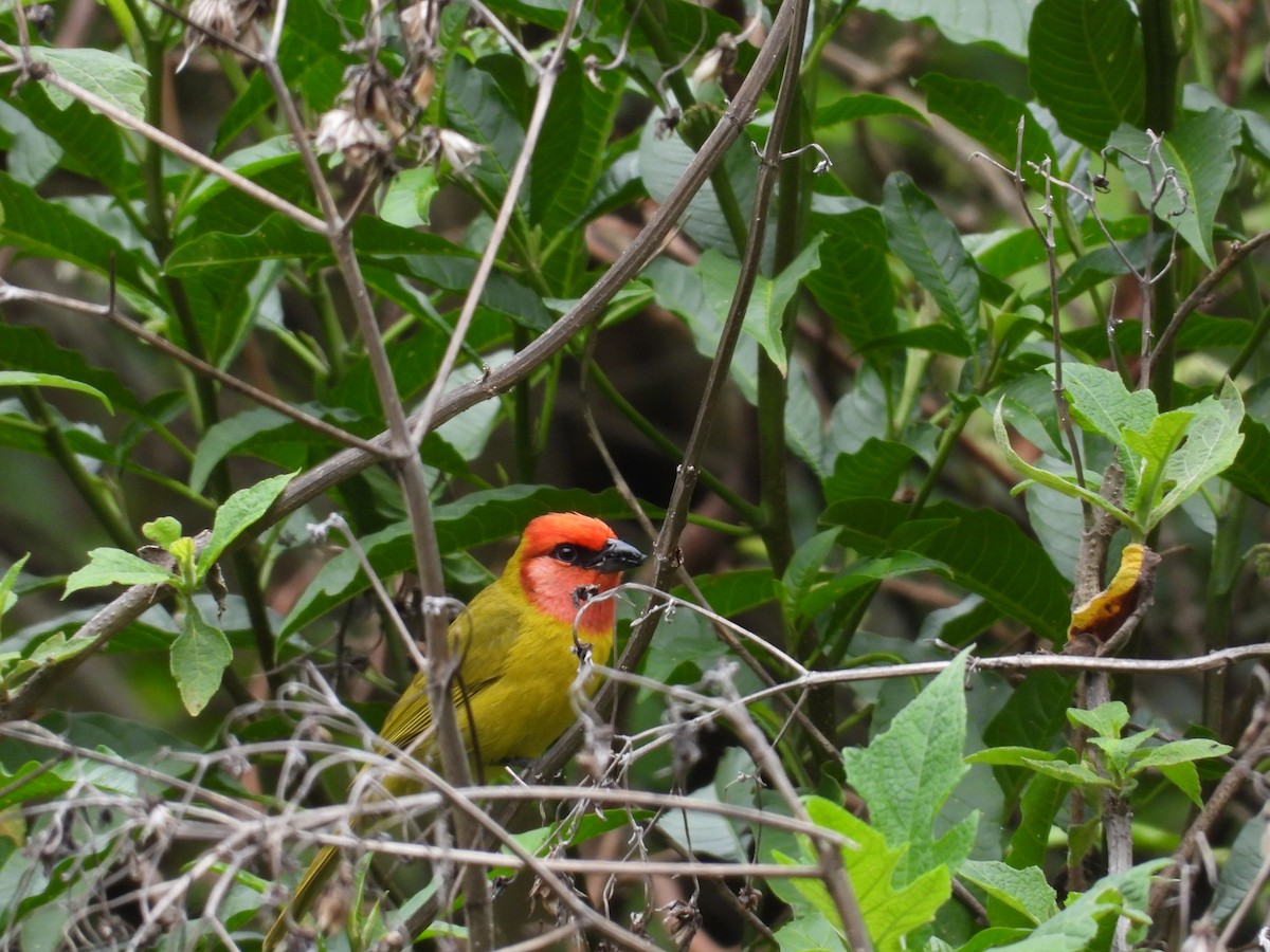 Red-headed Tanager - ML637396162