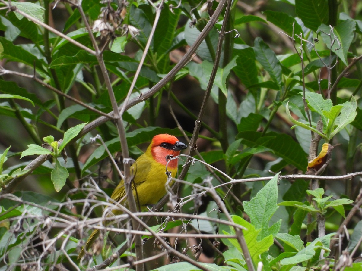Red-headed Tanager - ML637396163