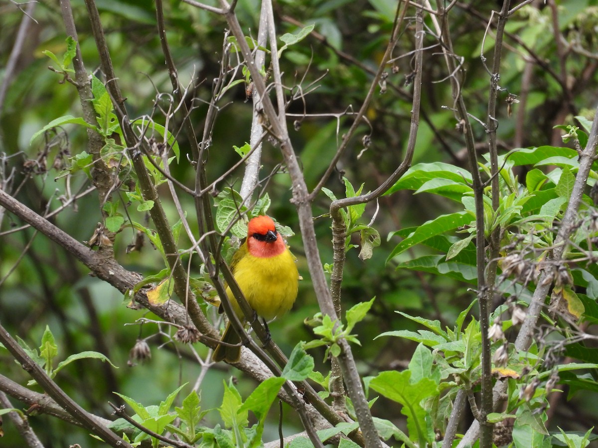Red-headed Tanager - ML637396164