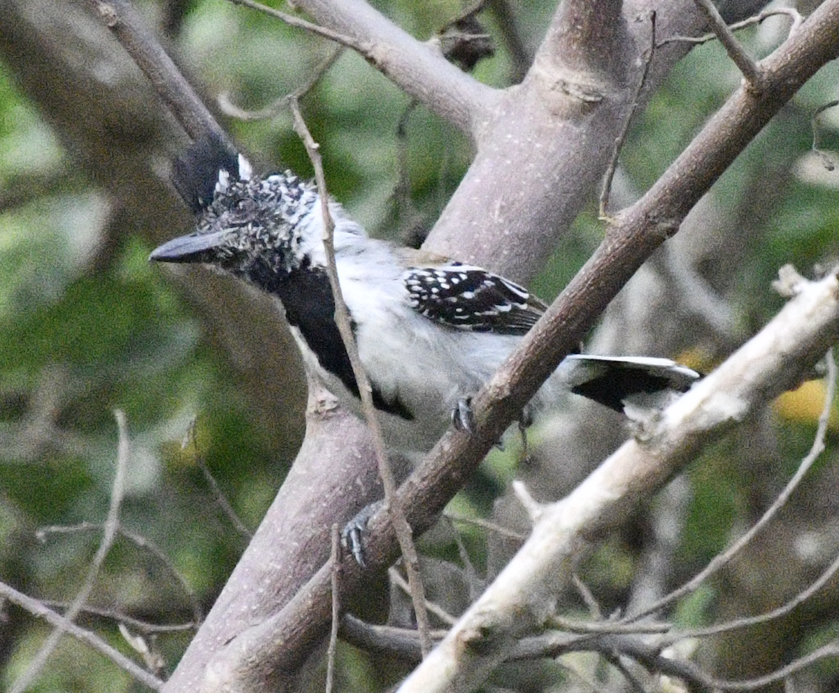 Black-crested Antshrike - ML637396176