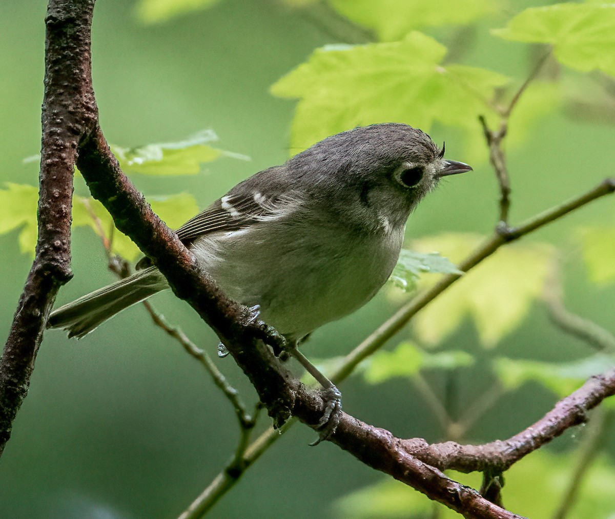Hutton's Vireo - ML637396304