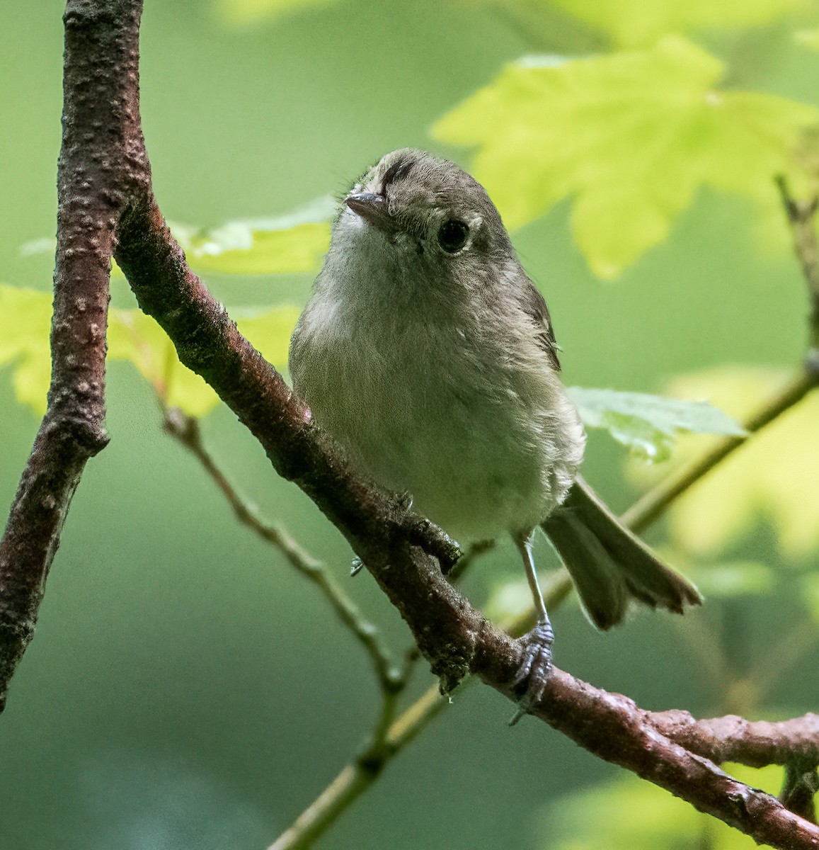 Hutton's Vireo - ML637396305