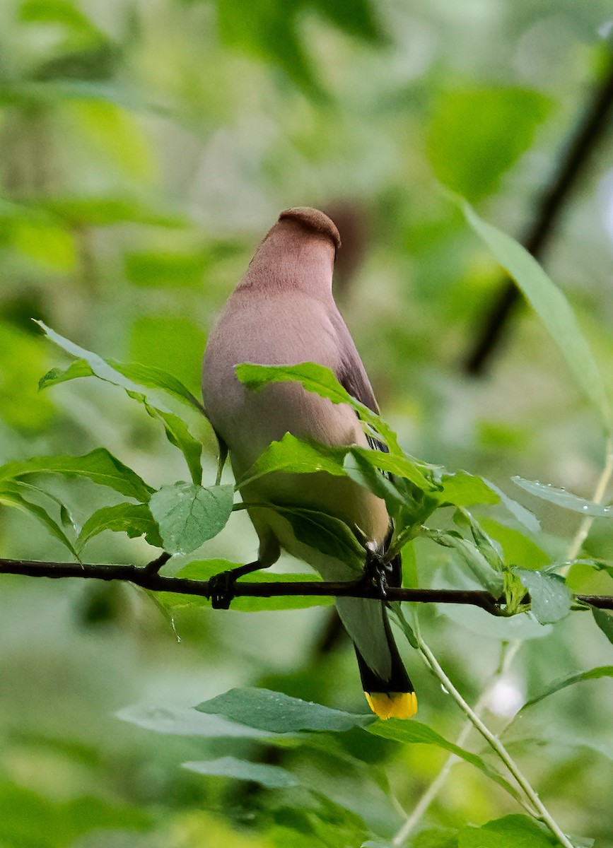 Cedar Waxwing - ML637396315