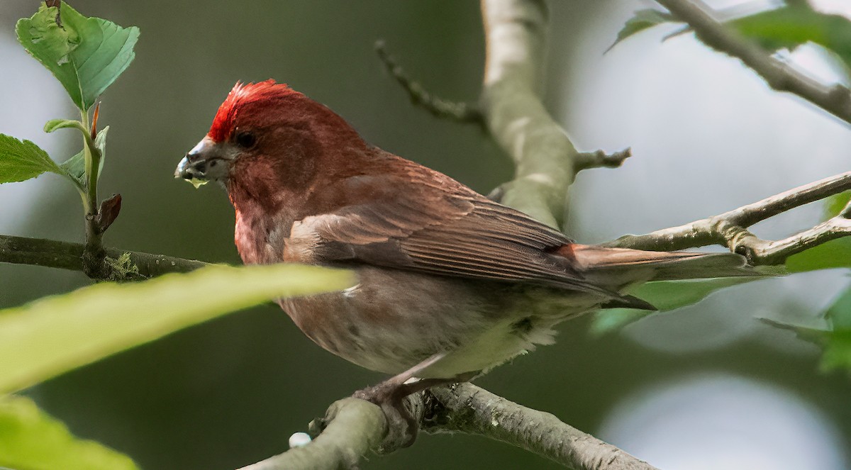 Purple Finch - ML637396326