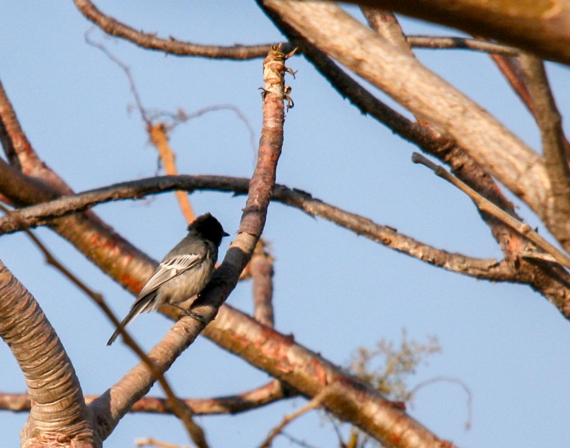 Southern Black-Tit - ML637396413
