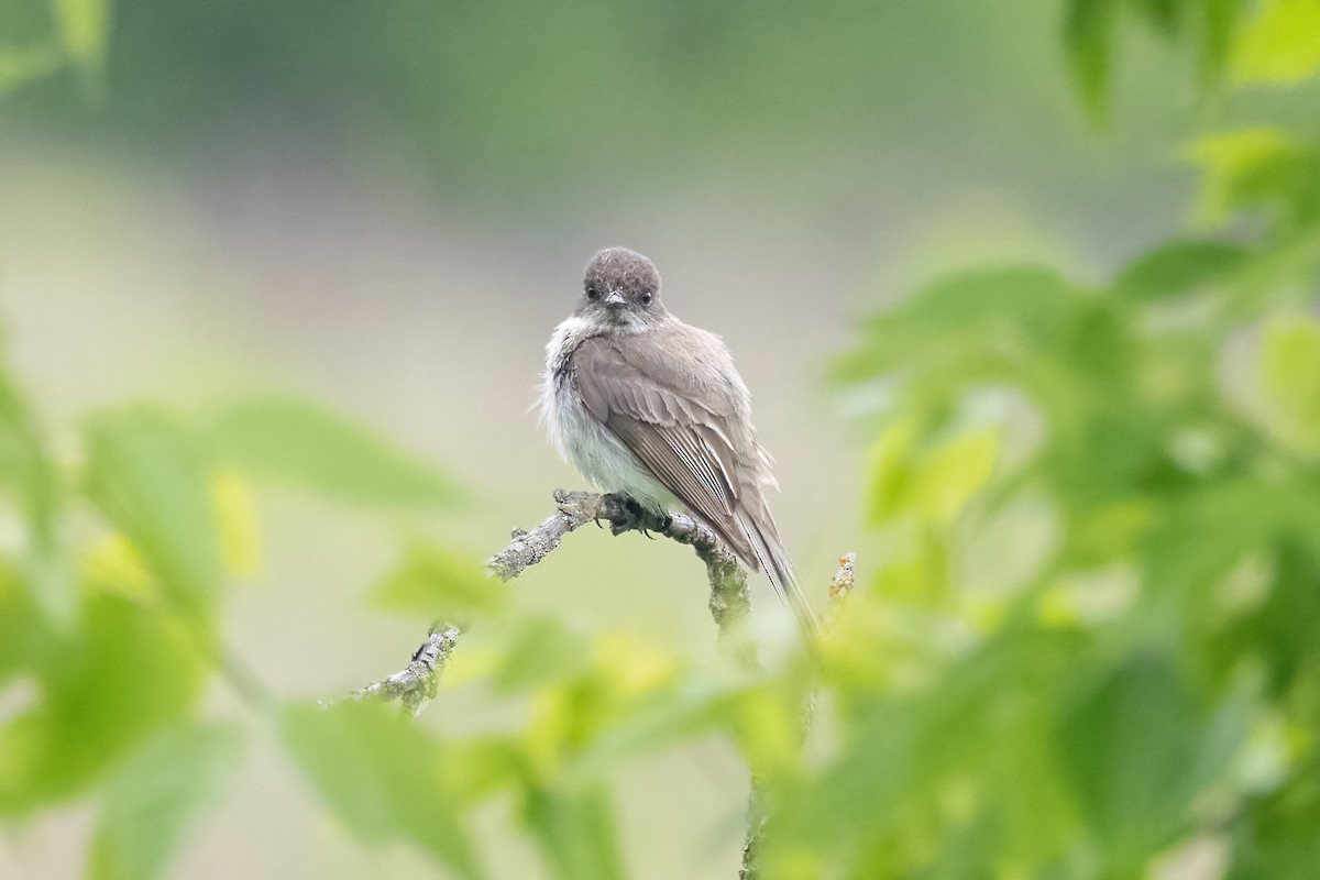 Eastern Phoebe - ML637396437