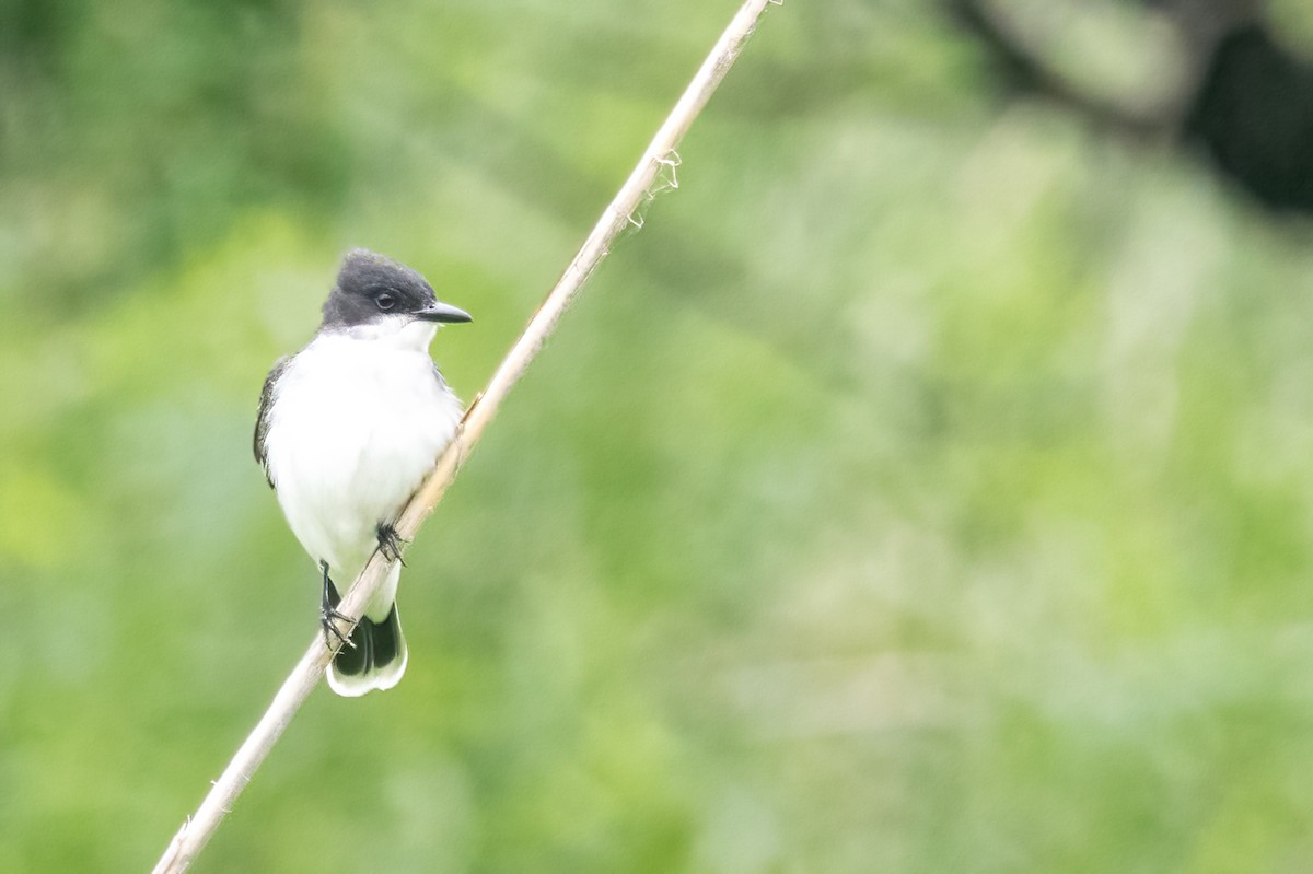 Eastern Kingbird - ML637396451