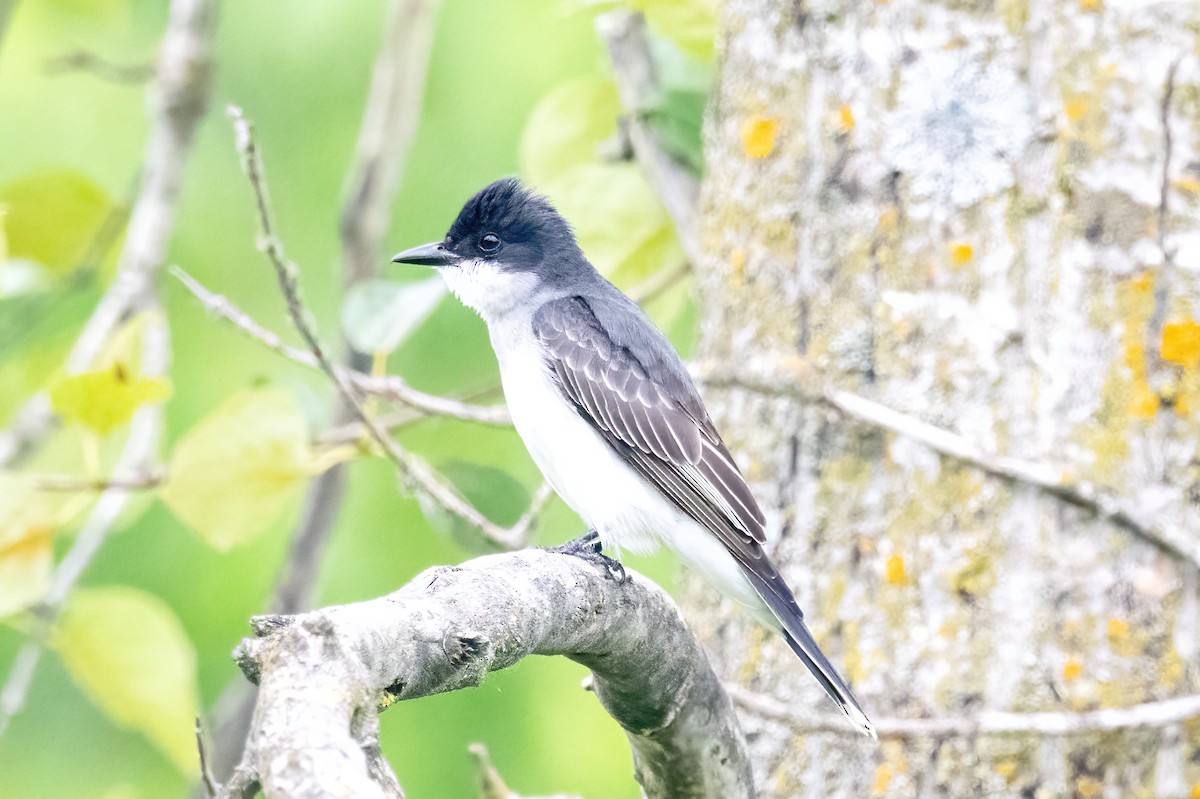 Eastern Kingbird - ML637396452