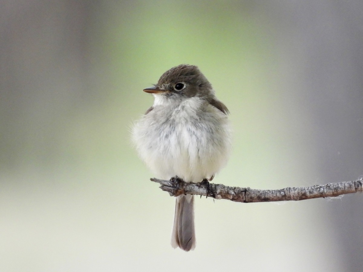 Least Flycatcher - ML637396479