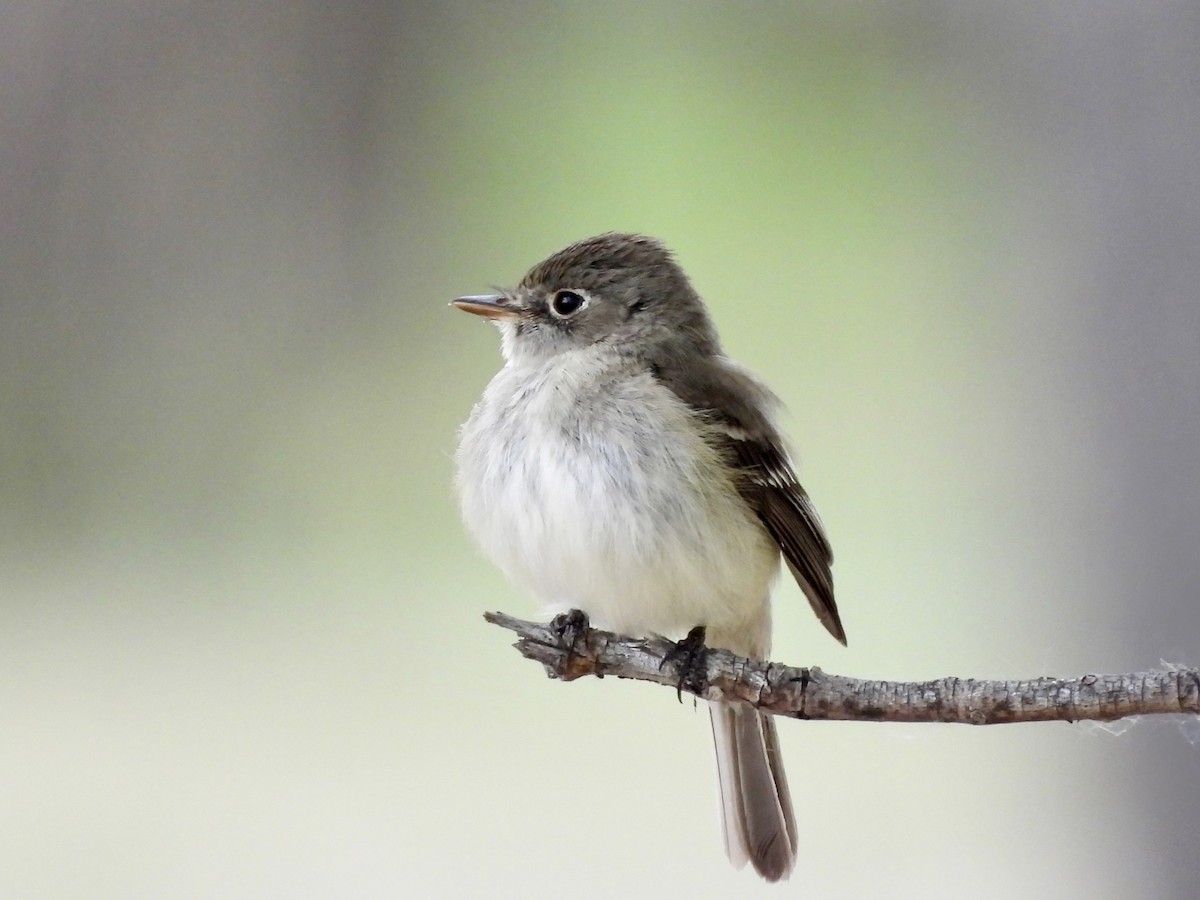 Least Flycatcher - ML637396480