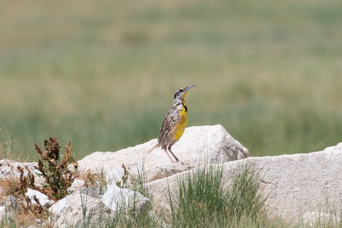 Chihuahuan Meadowlark - ML637396481