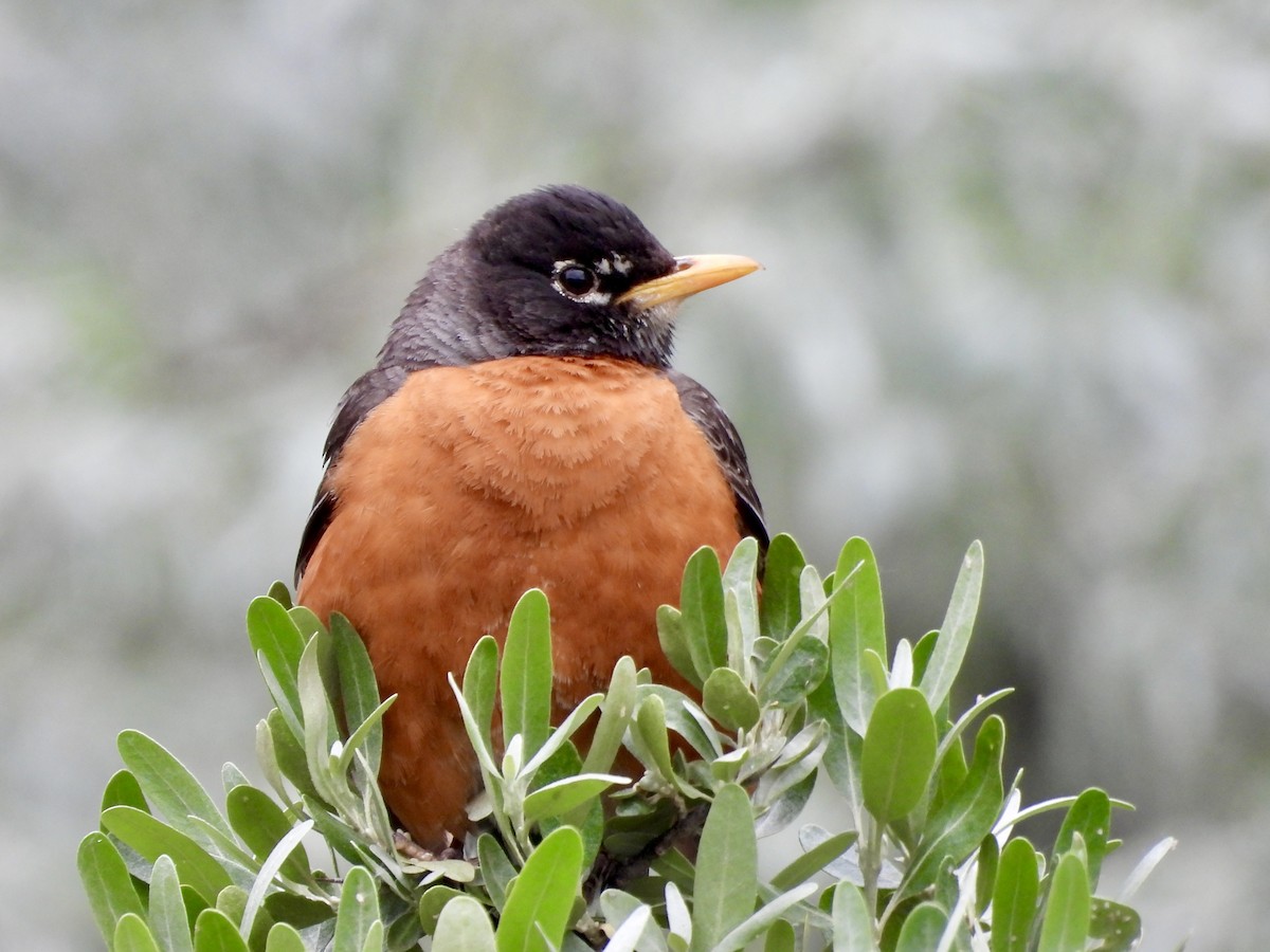 American Robin - ML637396488