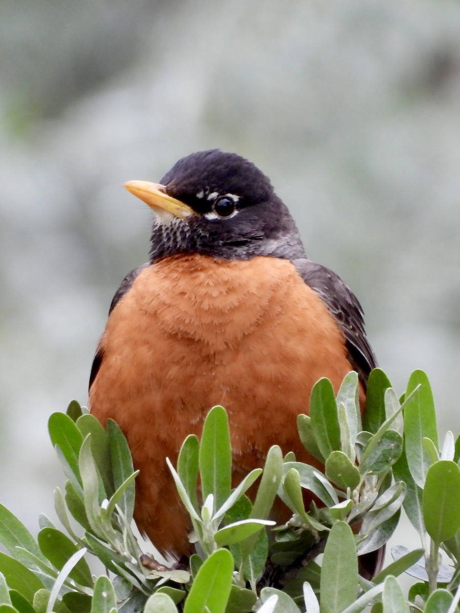American Robin - ML637396497
