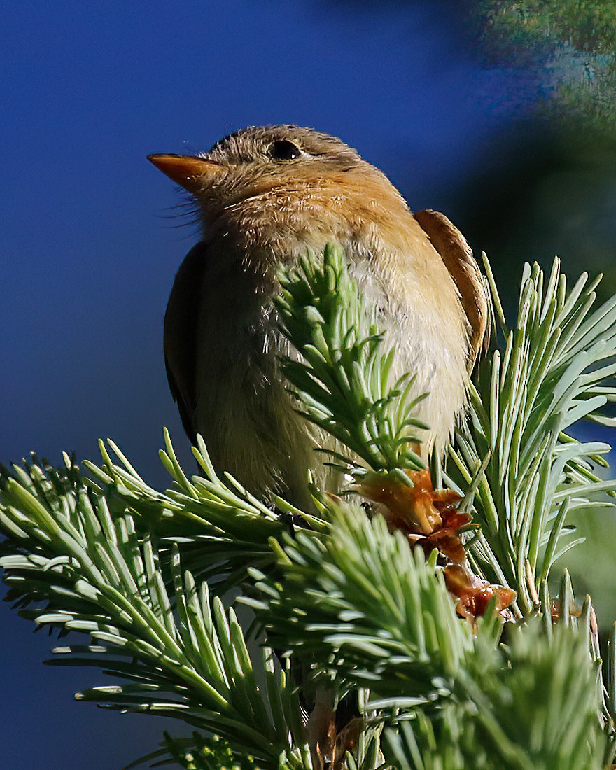 Buff-breasted Flycatcher - ML637396506
