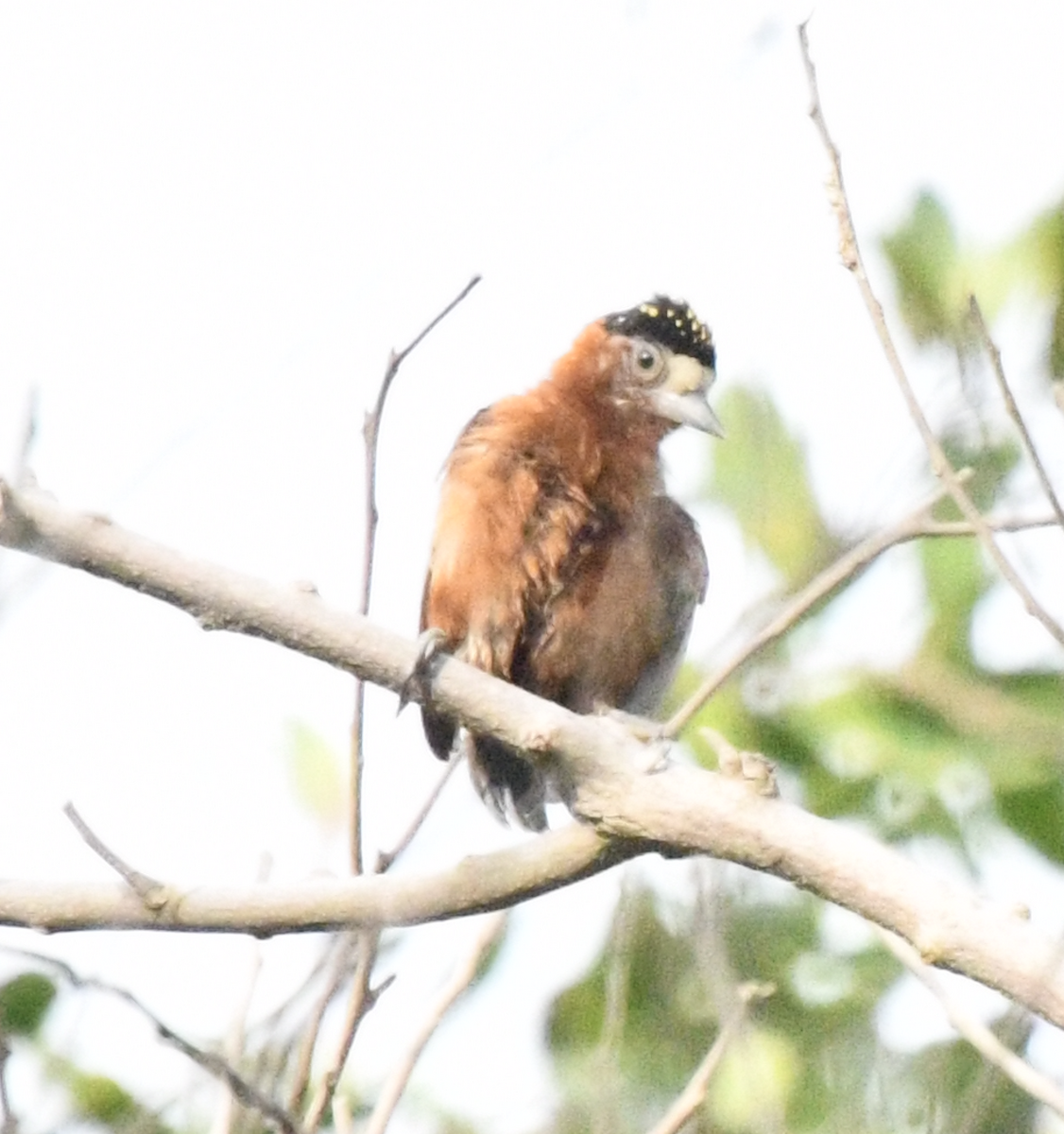 Chestnut Piculet - ML637396544
