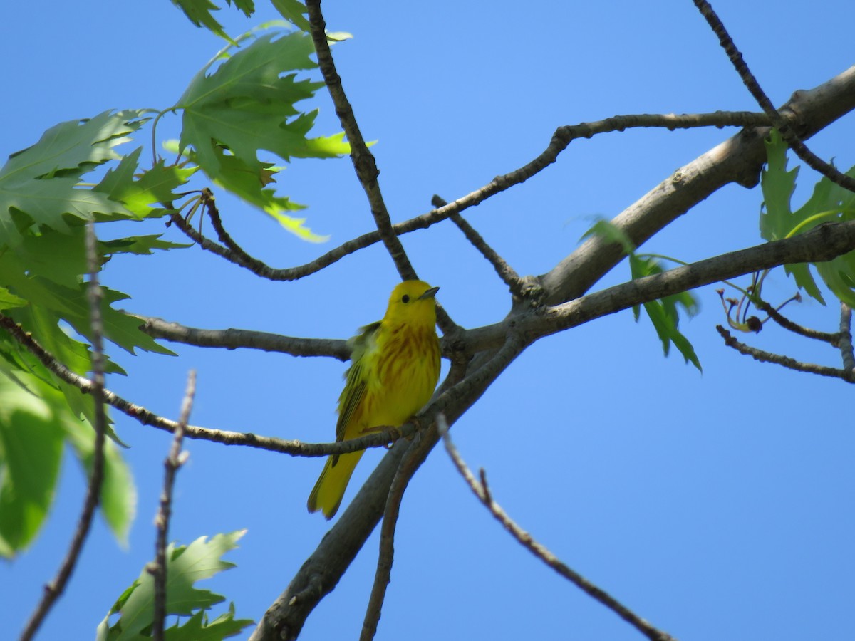 Yellow Warbler - ML637396568