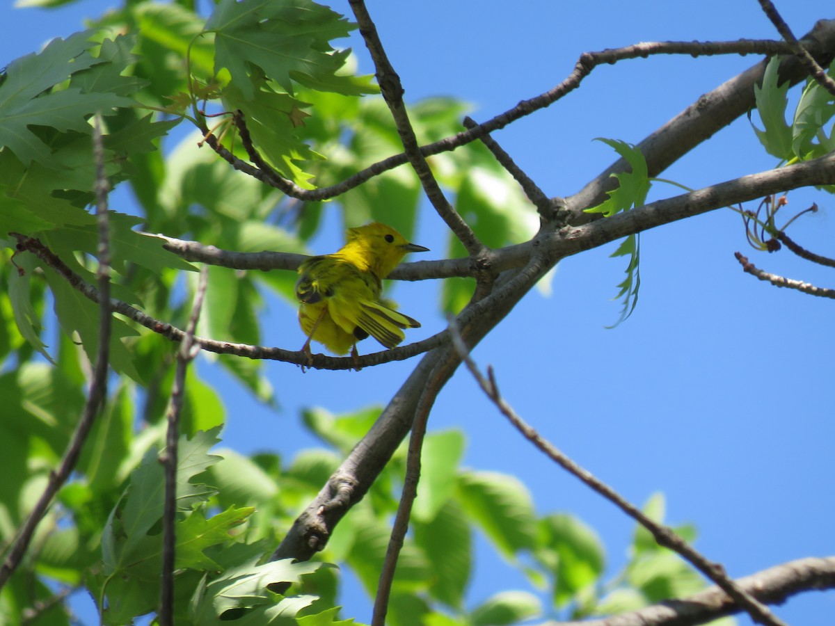 Yellow Warbler - ML637396571