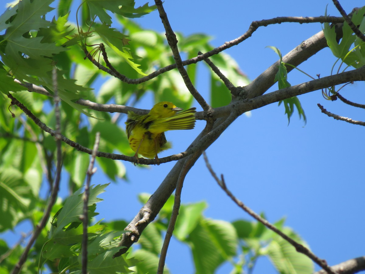 Yellow Warbler - ML637396572