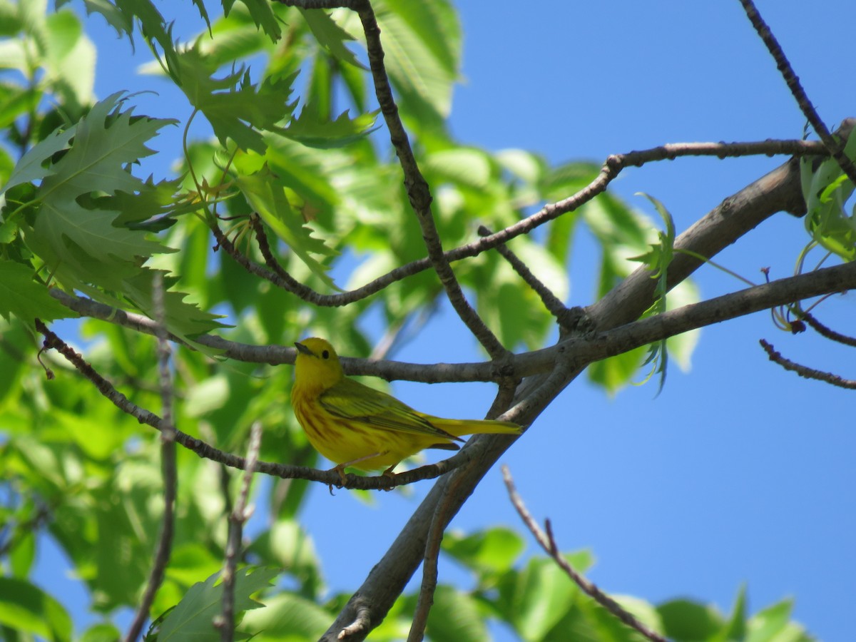 Yellow Warbler - ML637396573