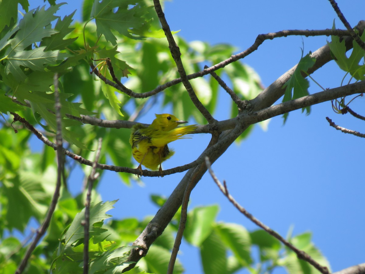 Yellow Warbler - ML637396574