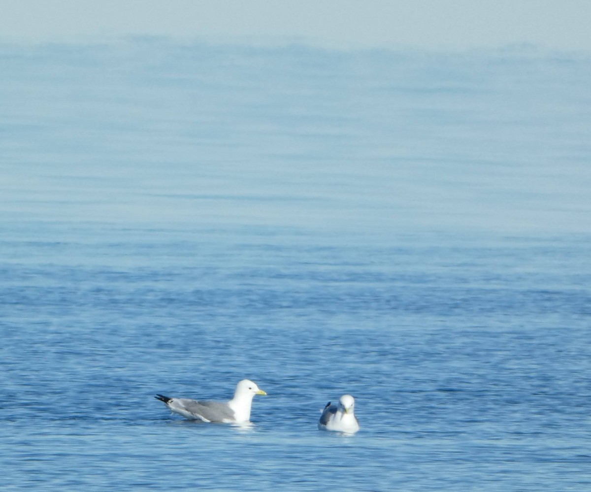Black-legged Kittiwake - ML637396576