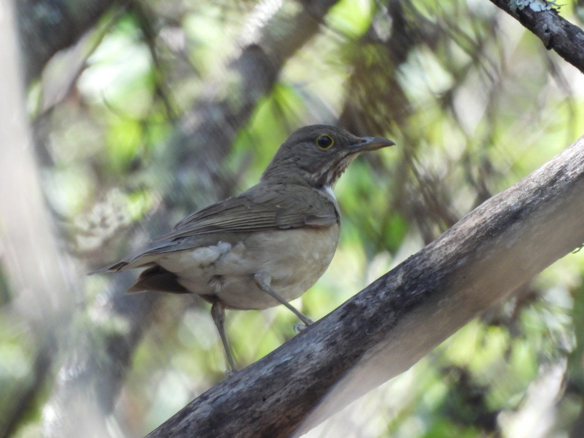 White-throated Thrush - ML637396604
