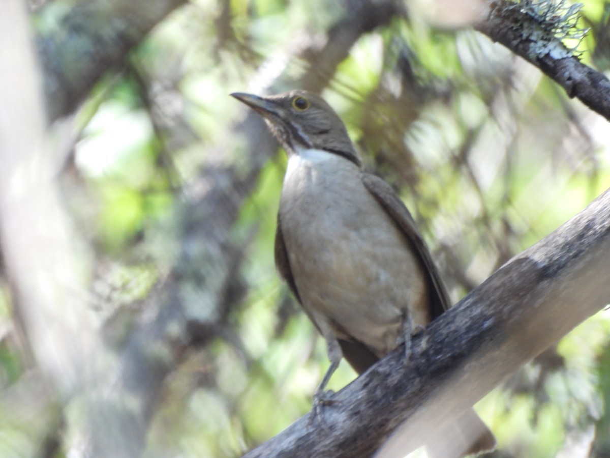 White-throated Thrush - ML637396605