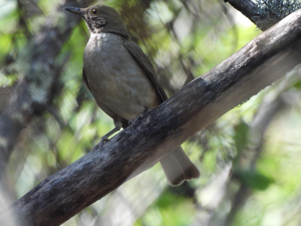 White-throated Thrush - ML637396606