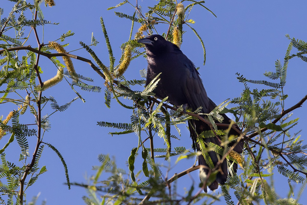Great-tailed Grackle - ML637396614