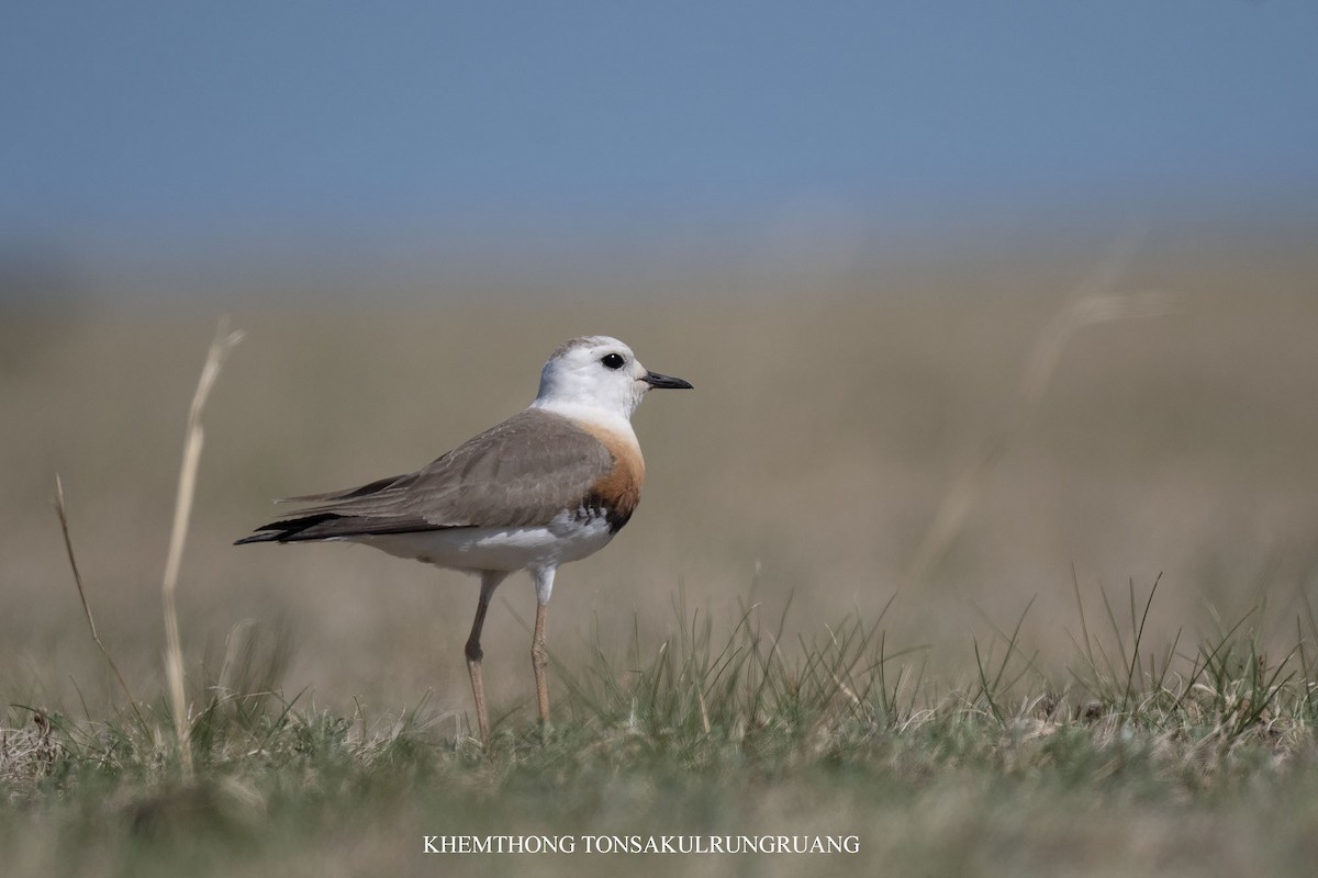 Oriental Plover - ML637396643
