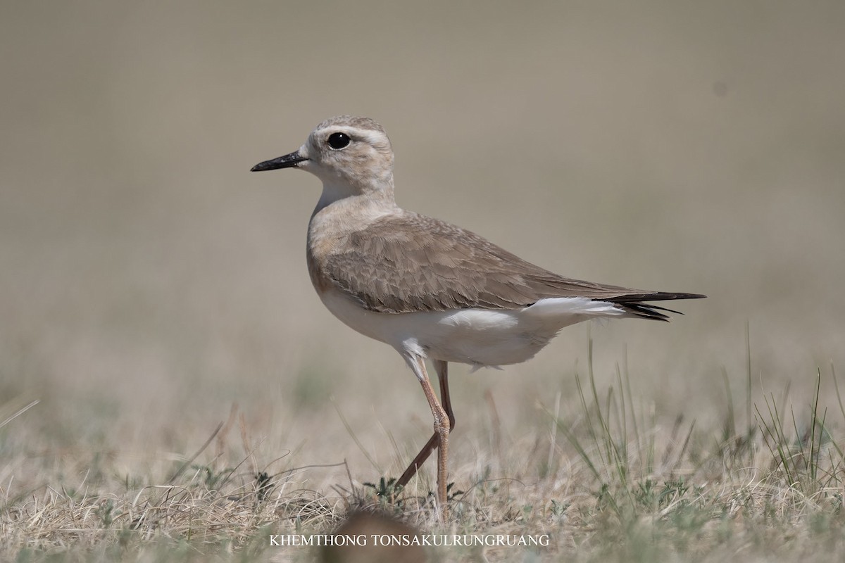 Oriental Plover - ML637396645