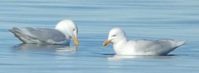 Glaucous Gull - ML637396710
