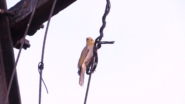 White-plumed Honeyeater - ML637396733
