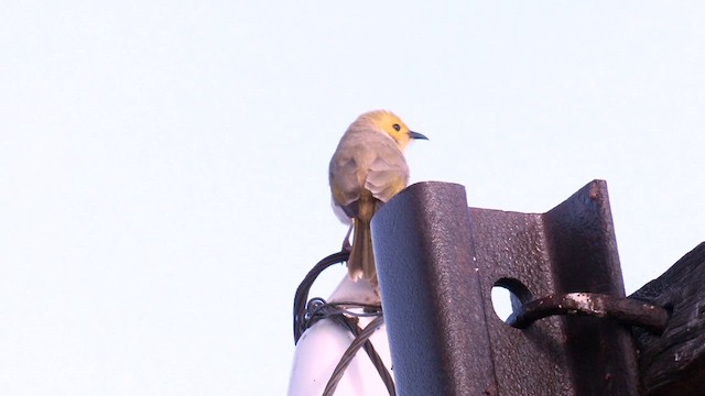 White-plumed Honeyeater - ML637396737