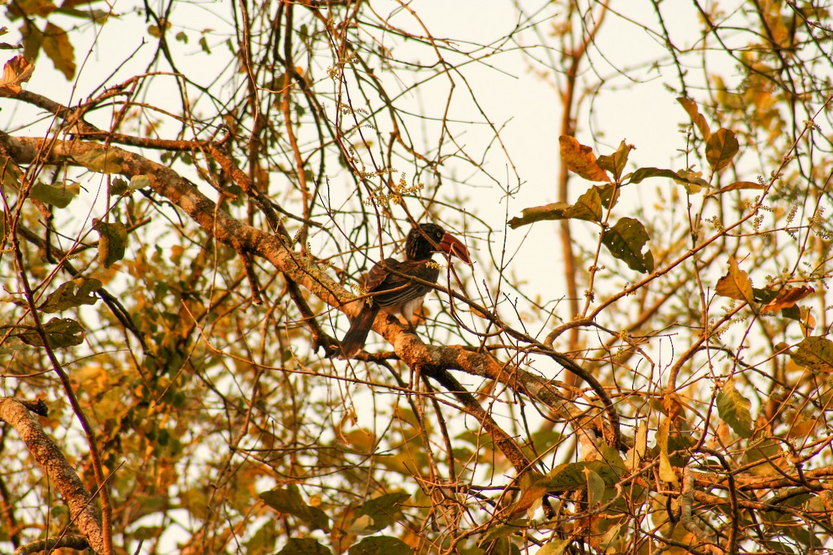 Crowned Hornbill - ML637396769