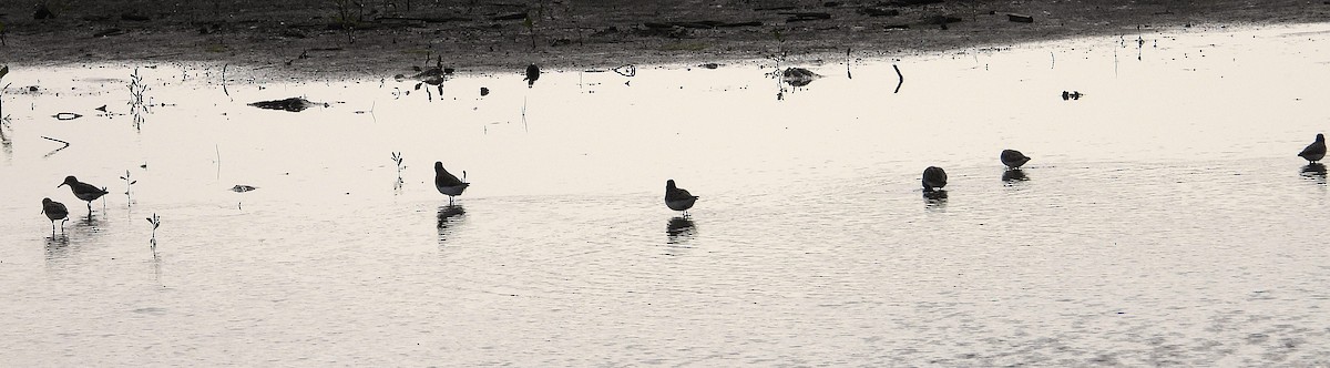 Semipalmated Sandpiper - ML637396814