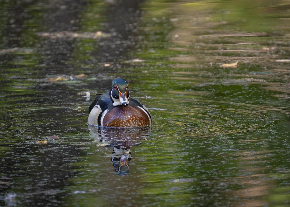 Wood Duck - ML637396823