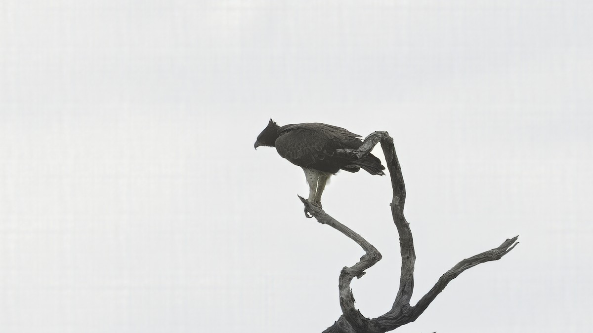 Martial Eagle - ML637396834