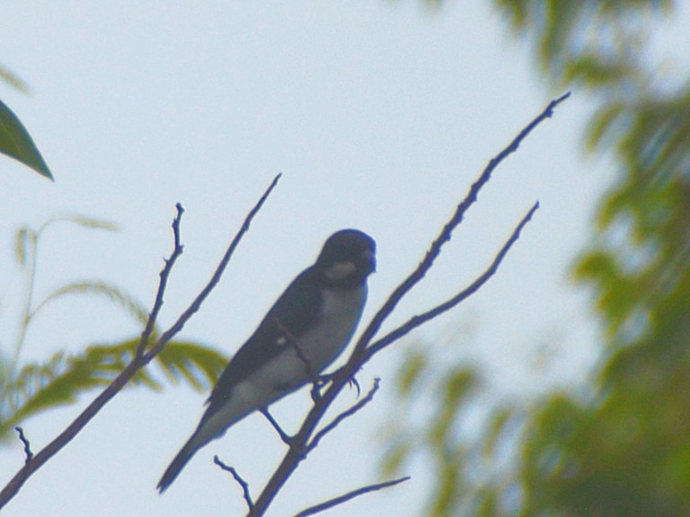 Lesson's Seedeater - ML637396858
