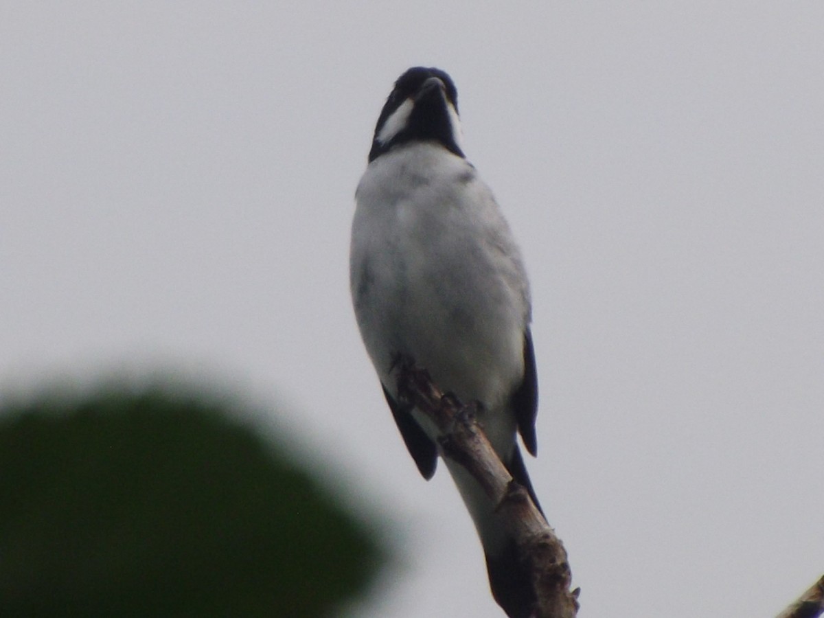 Lesson's Seedeater - ML637396859