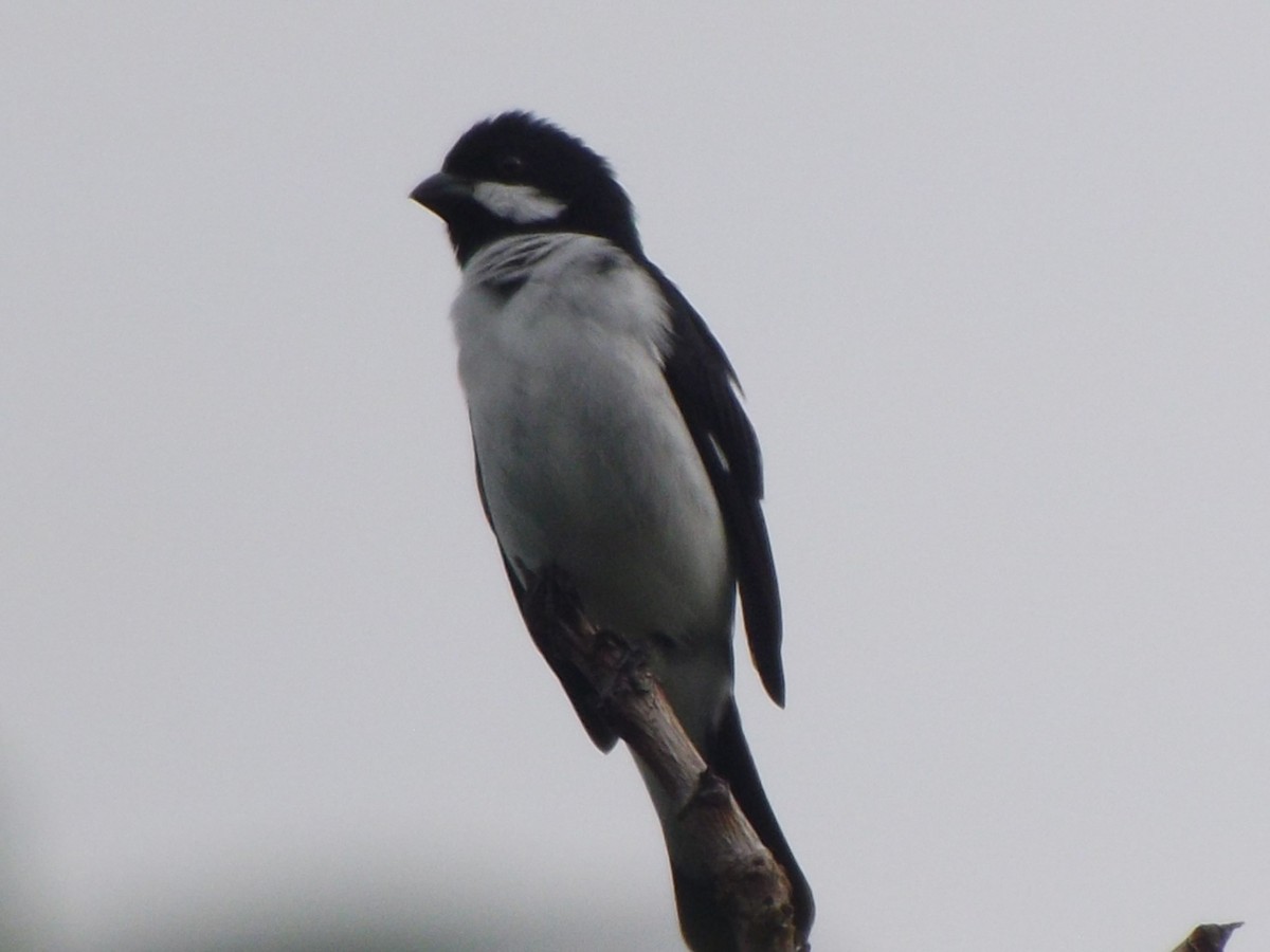 Lesson's Seedeater - ML637396860