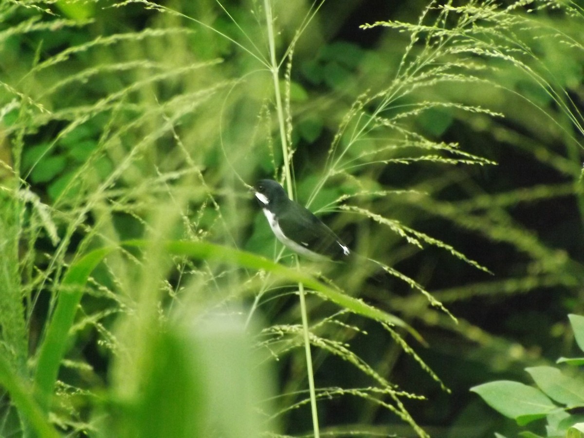 Lesson's Seedeater - ML637396861