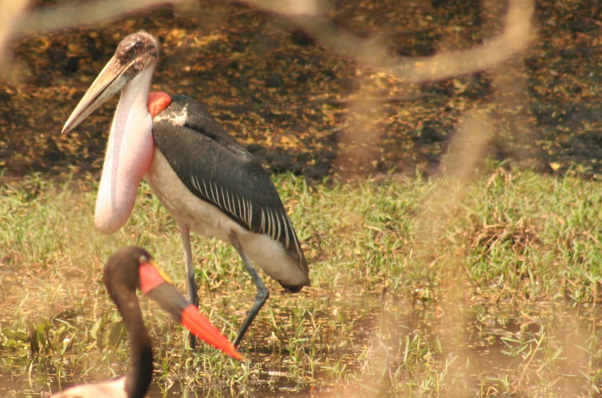 Марабу африканський - ML637396864