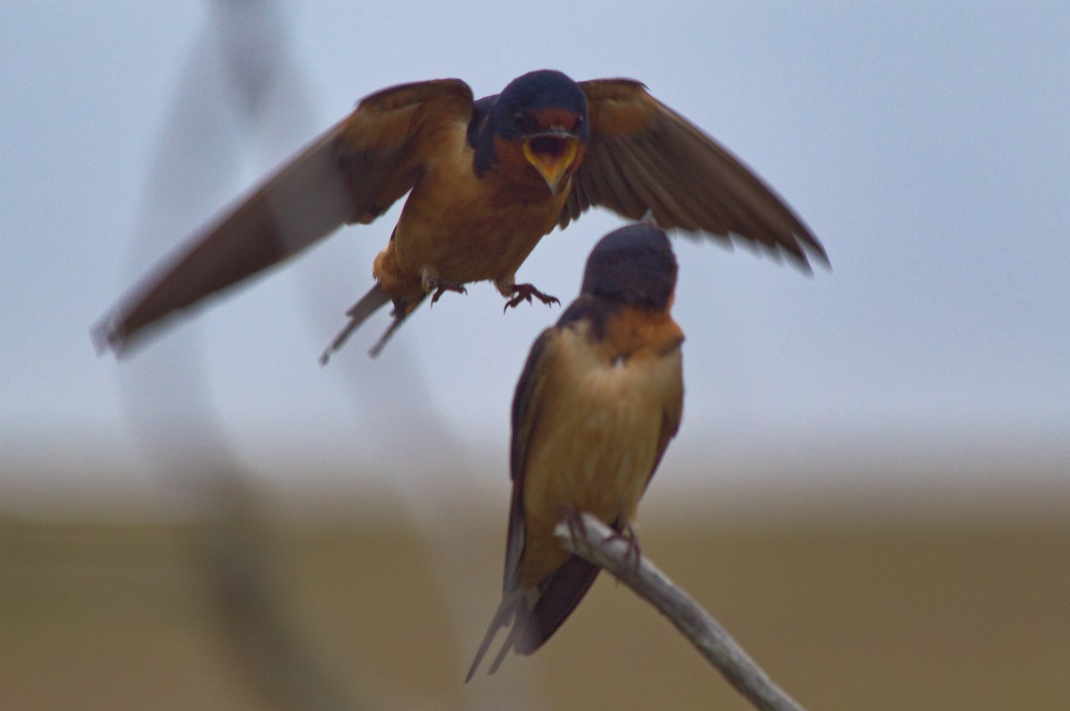 Barn Swallow - ML637396892