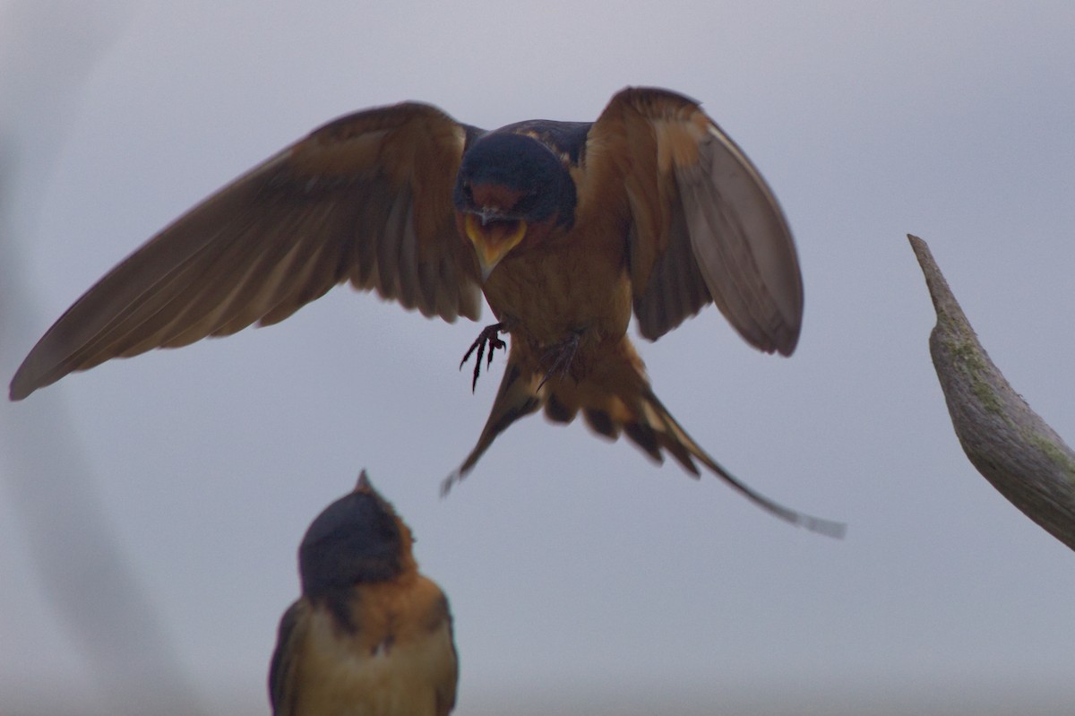 Barn Swallow - ML637396897