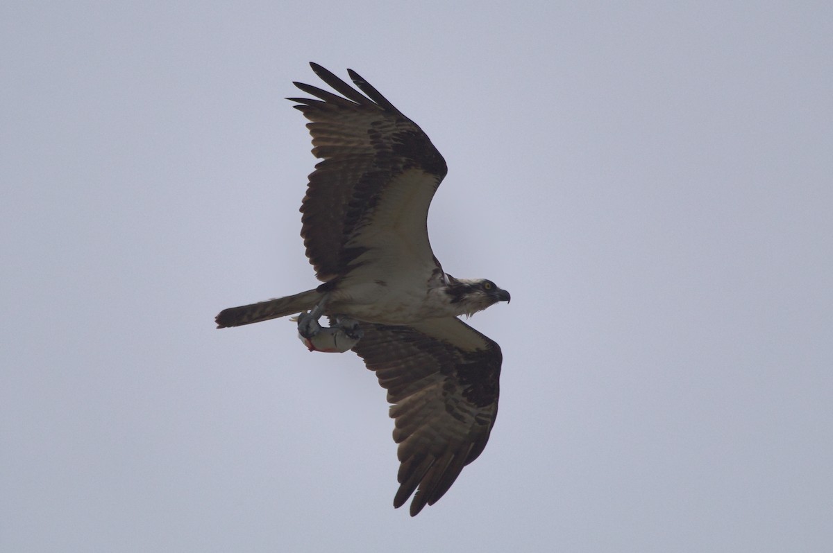 Osprey - ML637396903