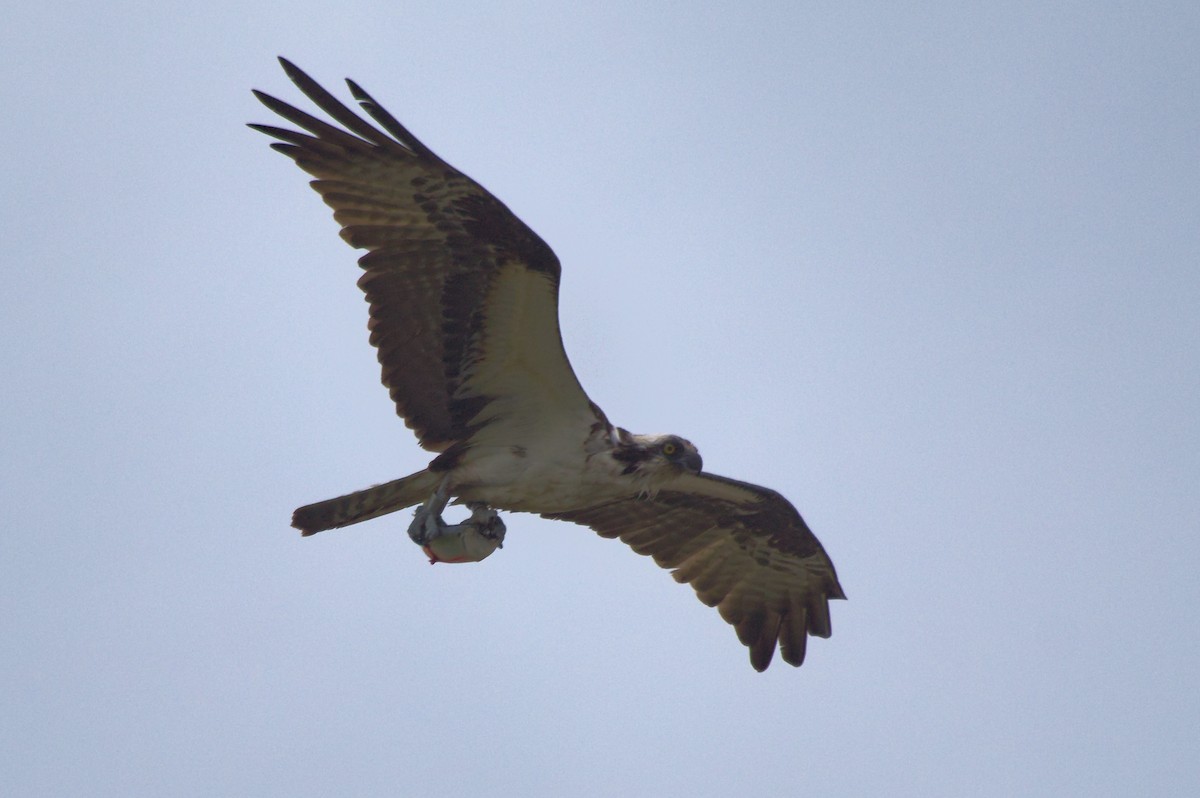 Osprey - ML637396908