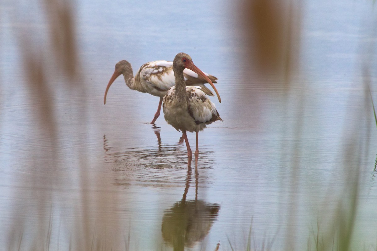 White Ibis - ML637396911
