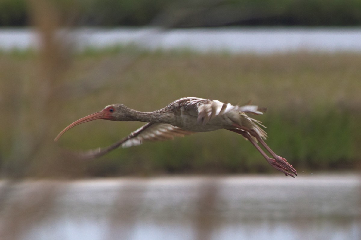 White Ibis - ML637396920